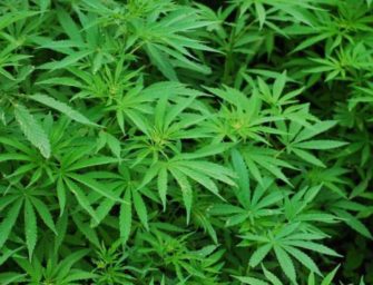 Why a Pot Farmer Opposes Legal Marijuana