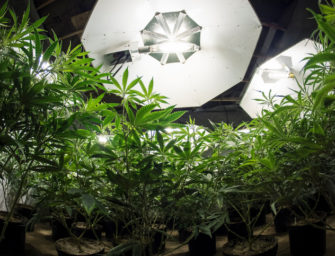 Cannabis Grow Lights – What’s Best for Your Indoor Operation?