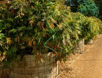 Composters find booming new market in pesticide-free pot farms