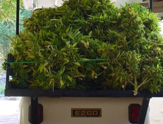 15% of Every Cannabis Harvest Never Makes It to Market. Here’s Where It Goes