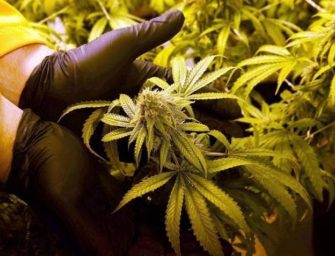 Canada marijuana company Aphria buying into Florida’s market