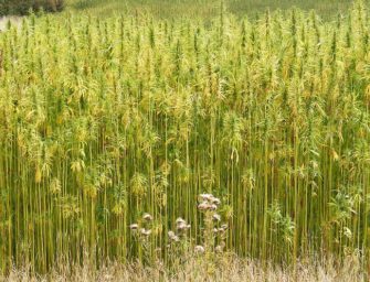 On-the-farm research making the case for industrial hemp