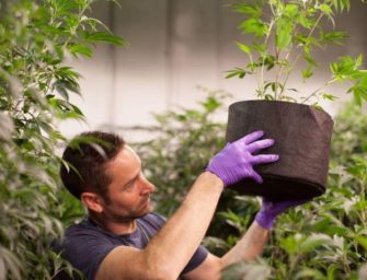 Marijuana meets Big Food: Why green weed isn’t easy to grow