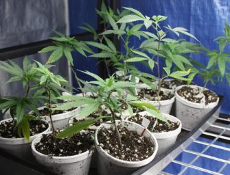 Over reliance on clones may taint cannabis