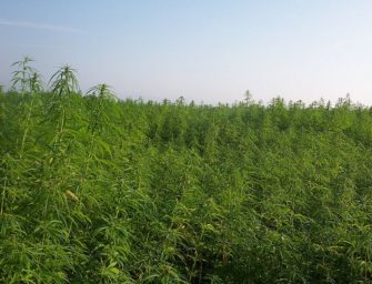 American Hemp Production Grew to New Heights in 2017