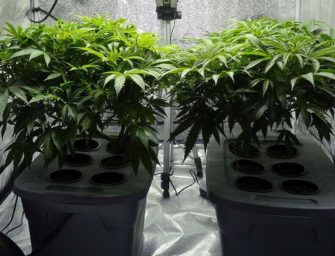 Scotts Miracle-Gro homing in on ‘big vision’ for hydroponics as state-legal cannabis grows