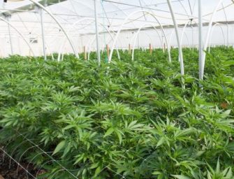 State-of-the-Art Cannabis Facilities Replacing Abandoned Greenhouses