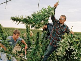 Organic Weed? Marijuana Growers Go Green