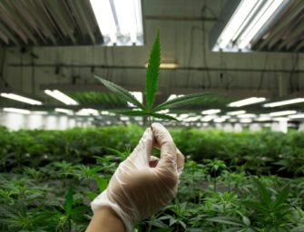 Is Cannabis the World’s Biggest Cash Crop?