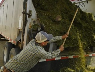 In its fourth harvest, Colorado industrial hemp industry still faces growing pains
