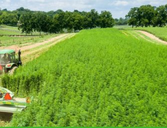 The Hemp Oil Industry Is Booming And This Company Is Positioned To Capitalize