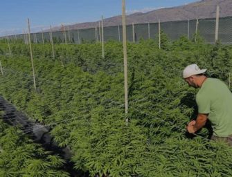 Marijuana Businesses, Particularly In California, Struggle To Navigate A Thicket Of Regulations