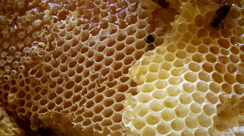 Australian-made cannabis honey is coming soon - Blunt Network