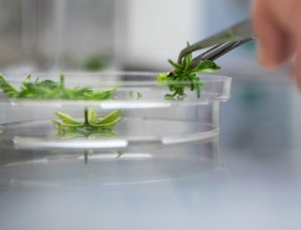 Front Range Biosciences Is Growing Pesticide-Free Pot from Marijuana Tissue Cultures