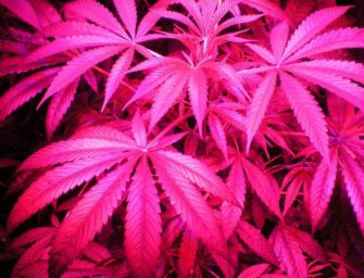 Maryland medical marijuana dispensaries are already running out of pot