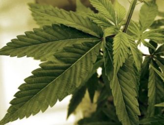 New York to look at legalizing recreational marijuana