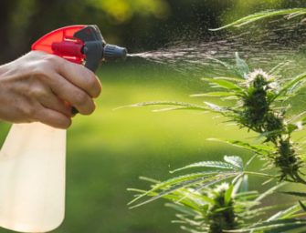 How to avoid pesticides when consuming cannabis
