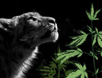 How Snow Leopard Became My Favorite Cannabis Strain to Grow