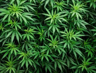 DEA Wants 3.2 Million Grams Of Marijuana Legally Grown In 2020