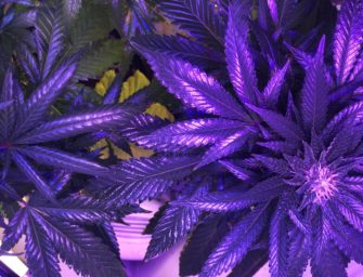 Head Of Nation’s Only Federally Legal Marijuana Farm Develops THC Eye Drops